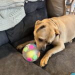 PawKick™ Durable Soccer Toy – Bouncy. Bite-Resistant & Fun  Buy one get one free, double the fun photo review