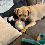PawKick™ Durable Soccer Toy – Bouncy. Bite-Resistant & Fun  Buy one get one free, double the fun photo review